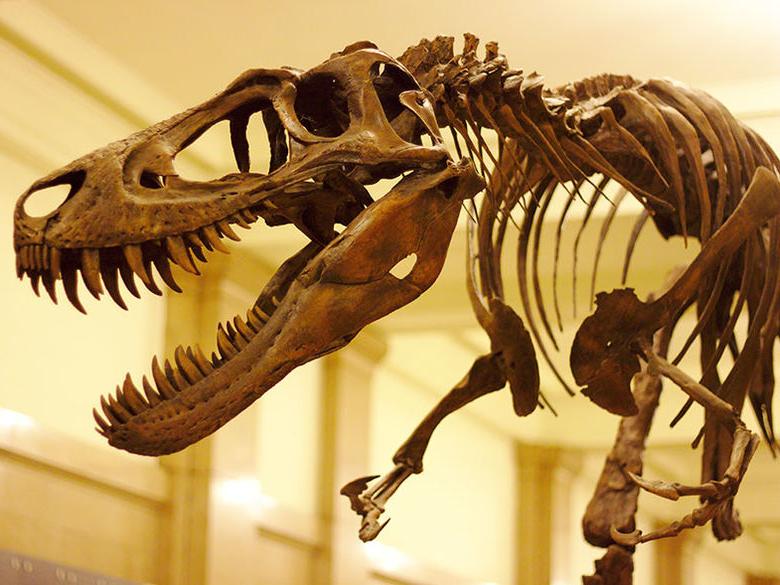 An assembled T-Rex at the Carnegie Museum of Natural Science